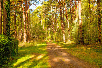 Forest in spring in sunny light at the coast of the Baltic sea in Poland