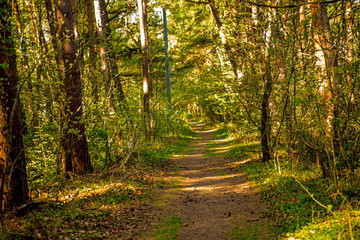 Fototapeta premium Forest in spring in sunny light at the coast of the Baltic sea in Poland