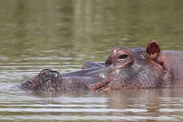Flußpferd / Hippopotamus / Hippopotamus amphibius