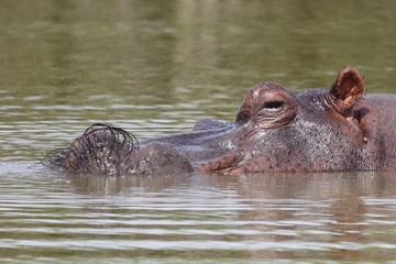 Flußpferd / Hippopotamus / Hippopotamus amphibius
