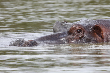Flußpferd / Hippopotamus / Hippopotamus amphibius