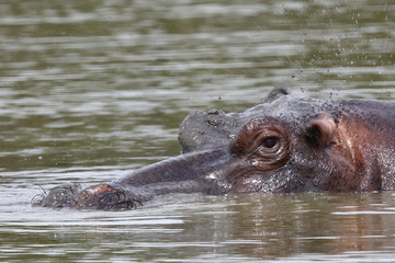Flußpferd / Hippopotamus / Hippopotamus amphibius