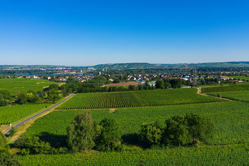 Blick von oben auf die Felder rund um Oestrich-Winkel/Deutschland im Rheingau