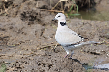 Kapturteltaube / Cape turtle dove / Streptopelia capicola