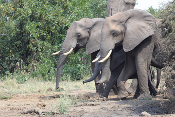 Obraz premium Afrikanischer Elefant / African elephant / Loxodonta africana