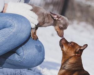 Person and two dog during winter