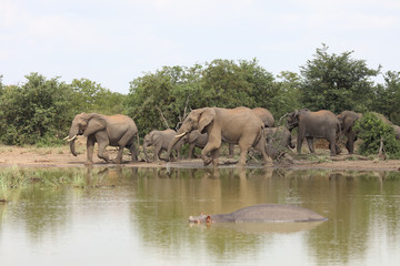 Afrikanischer Elefant / African elephant / Loxodonta africana