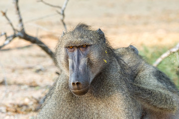 Chacma baboon, Papio ursinus, being groomed