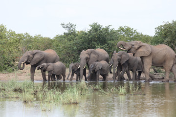 Afrikanischer Elefant / African elephant / Loxodonta africana