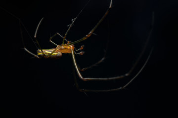 spider on a web with black background