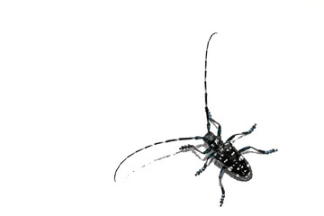 isolated longhorn beetle in Japan 