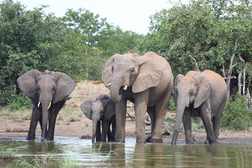 Afrikanischer Elefant / African elephant / Loxodonta africana