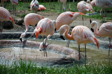 Obraz premium Pink flamingos Phoenicopteridae bonaparte foraging in the water together with reb ibis or eudocimus.