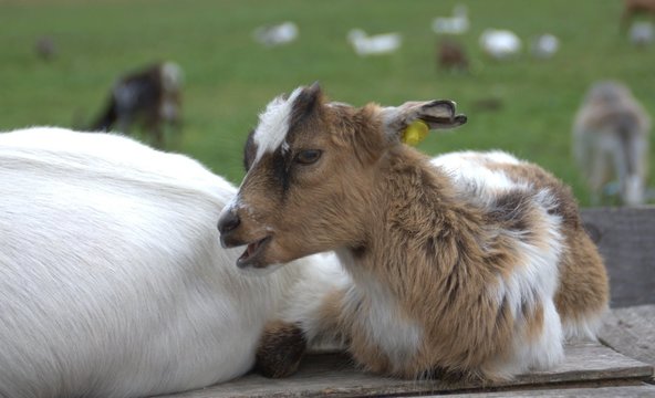 chevrette , b&eacute;b&eacute; ch&egrave;vre brun ,isol&eacute; ,gros palan 