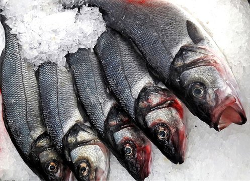 levrek fish on ice