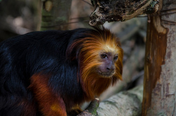 Fototapeta premium Golden Headed Lion Tamarin close up in his habitat. Monkey with red hair and black fur.