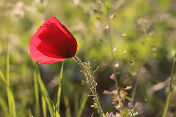 red poppy in field