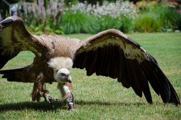 Close up of a Griffon Vulture Gyps fulvus  