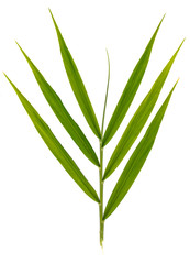 Obraz premium Green Leaves, Green leaf isolated on white background, 