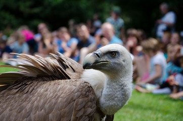 Close up of a Griffon Vulture Gyps fulvus  