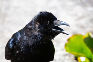 Raven in the garden, black raven