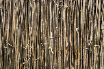 A background of dry reeds drawn by wire. Gray fence of dry stems. Dry thin reed in the wall. Reed Texture Close Up