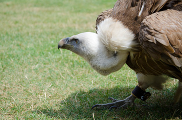 Close up of a Griffon Vulture Gyps fulvus  