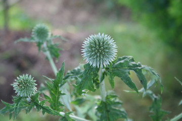 Blue flowers of echinops. Globe thistles plant in the garden