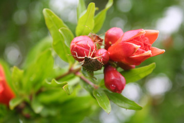 Pomegranate flowers and fruits on branch. Punica granatum bush in bloom in the garden