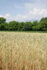 Wheat field on summer in a sunny day