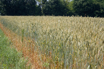 Wheat field on summer in a sunny day