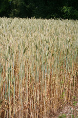 Wheat field on summer in a sunny day