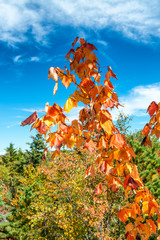 Brown leaves in the wood, foliage season in New England
