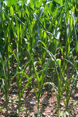 Corn field damaged by drought in Northern Italy. Agricultural field on summer season
