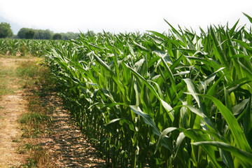 Corn field on summer. Agricultural field in Italy on a sunny day
