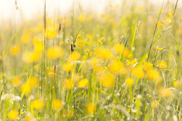 background with yellow flowers and green grass