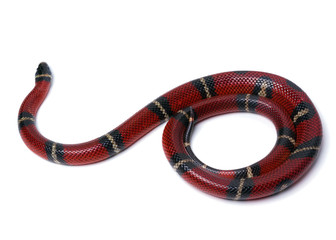 Red-black Milk snake isolated on white background