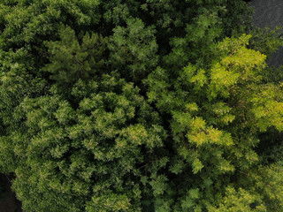 Fototapeta premium Texture of green trees, top view
