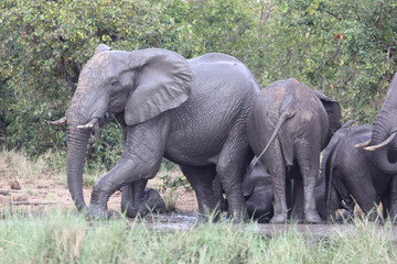 Fototapeta premium Afrikanischer Elefant / African elephant / Loxodonta africana