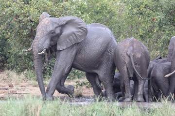 Fototapeta premium Afrikanischer Elefant / African elephant / Loxodonta africana