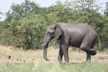 Afrikanischer Elefant / African elephant / Loxodonta africana