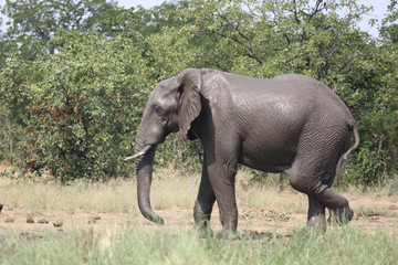 Fototapeta premium Afrikanischer Elefant / African elephant / Loxodonta africana