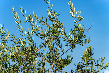 Detail of olive tree on a clear blue sky, Mediterranean region, Italy, South Europe
