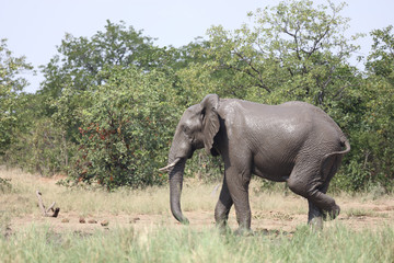Afrikanischer Elefant / African elephant / Loxodonta africana