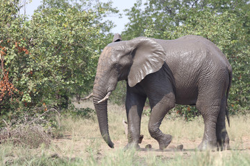 Obraz premium Afrikanischer Elefant / African elephant / Loxodonta africana