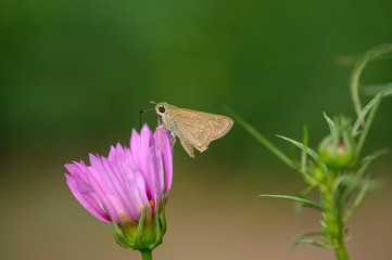 Obraz premium Skipper (butterfly) on Flower in garden