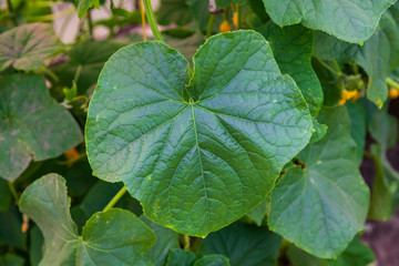 Close-up on a large green leaf of a cucumber plant performing photosynthesis in the environment. Agriculture and farming.