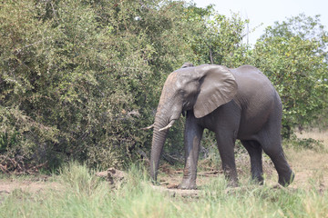 Obraz premium Afrikanischer Elefant / African elephant / Loxodonta africana