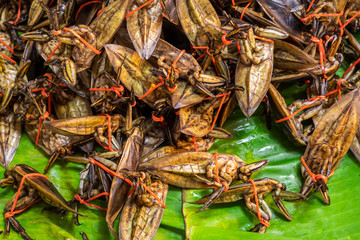 water bug as a local Thai food