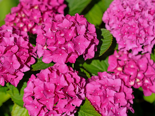Rote Gartenhortensien, Hydrangea macrophylla